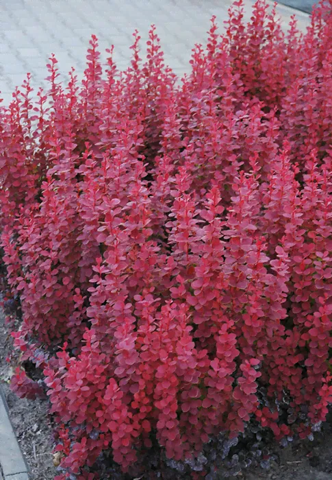 Барбарис Тунберга Berberis thunbergii Red Rocket-0