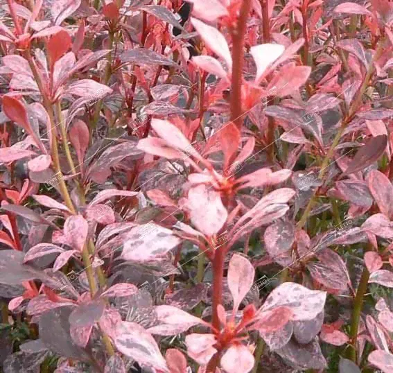 Барбарис тунберга Рози Рокет Berberis thunbergii Rosy Rocket 30-40 3,6л. (B)-0