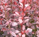 Барбарис Тунберга Роузи Рокет (Berberis thunbergii Rosy Rocket / Rose Raket)