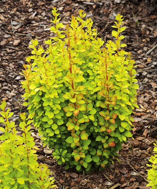 Барбарис Тунберга Berberis thunbergii Golden Rocket
