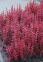 Барбарис Тунберга Berberis thunbergii Red Rocket