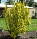 Барбарис Тунберга Голден Рокет (Berberis thunbergii Golden Rocket)