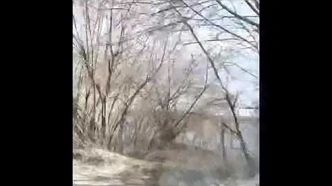 Барбарис тунберга Оранж Рокет Посадка на дачном участке